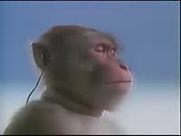 monkey with guts theme.mp4