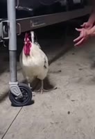 17438027349930.webm