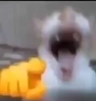 meme58.mov