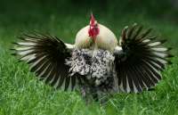 BirdsRoosterWings5256143700x2400.jpg