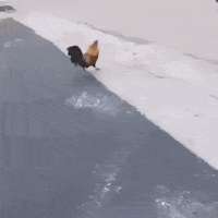 16033223228550.gif