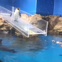 17523455865830.webm