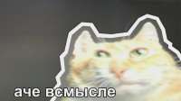 4873ec0a772ab9087c6c64c7fabbf090.webp