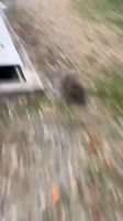 56454.mp4
