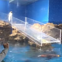 1640534335628.webm