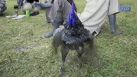 17282379457410.mp4