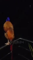 1677593036889.mp4