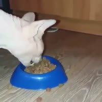 17518615608111.webm