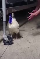1573199064756.mp4