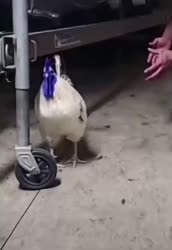 2.mp4