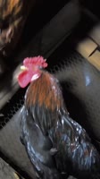 16945444834080.mp4