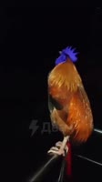 1732208992359.mp4