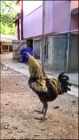 16801918838850.mp4