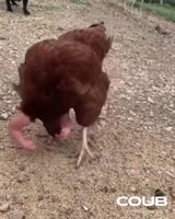 185d0f782d843b6c27a719bba26a2bea.mp4