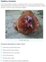синий гребень.jpg