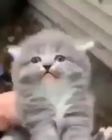 16637641668140.mp4