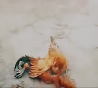 17490358372580.mp4