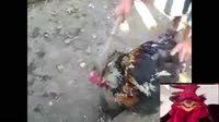17063551183870.mp4