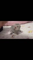 1752863897514.mp4