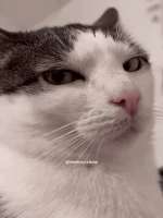 17522594366280.gif