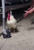 17524884066770.webm