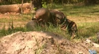 Stalkerrealplayer5report.long.webm