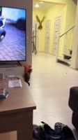 17520618851921.mp4