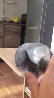 1754228585780.mp4