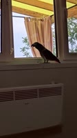 1755687092756.mp4