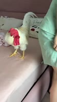 1756263641231.mp4