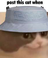 cnscat.png