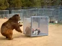 175398669401052722.webm