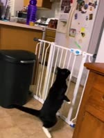 17406430964350.mp4