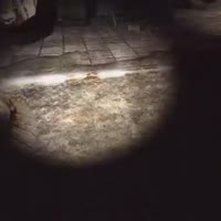 17518102728900.mp4