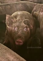 17069770110740.mp4