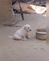 17364655219770.mp4