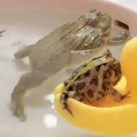 1642115230006.webm