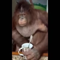 17393773019750.webm