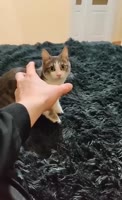 16864382581963.mp4