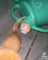 cEI6KgAzoFfICJlW.mp4