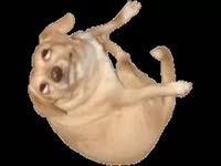 14138231023130.webm
