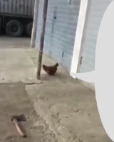 16764715315500.mp4