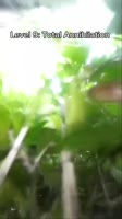 17529206546660.mp4