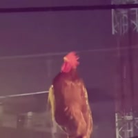 17486194223571.webm