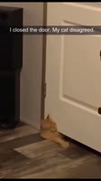 1752491804547011.mp4