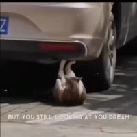 17534818013340.mp4