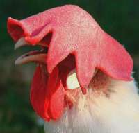 17530049576740.webp
