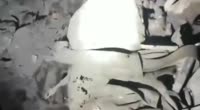 1754061255758-0.mp4
