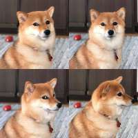 disappointed-dog.jpg