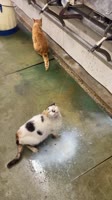 17542472879220.mp4